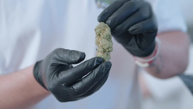 Close up black gloves showing cannabis weed buds, marijuana quality check for weed grower, thc extract for medical use, regalize weed, cbd indica or sativa weed strain, cannabis terpene