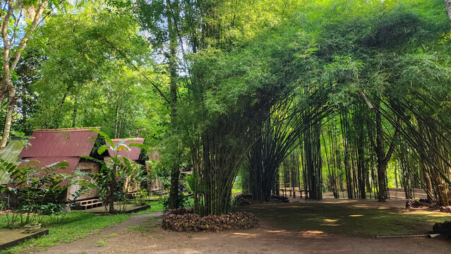 Golden bamboo, or "Bambusa Vulgaris" in the green garden