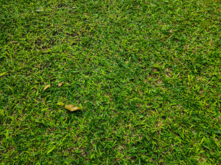 Close-up of fresh spring green grass. Top view