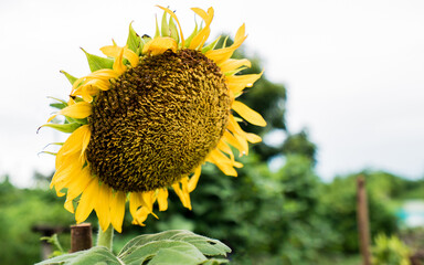 Sunflower cultivation in the garden