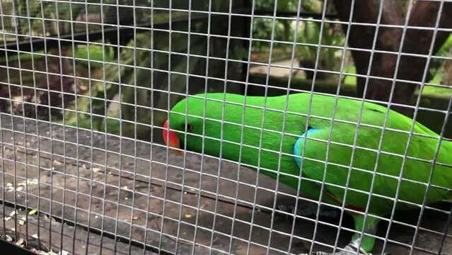 Moluccan eclectus bird in a cage