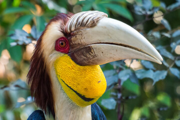The hornbills (Bucerotidae) are a family of bird found in tropical and subtropical Africa, Asia and...