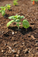 A cute tomato plant growing in the garden.