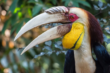 The hornbills (Bucerotidae) are a family of bird found in tropical and subtropical Africa, Asia and Melanesia. They have a long, down-curved bill which is often brightly colored and sometimes has a bo
