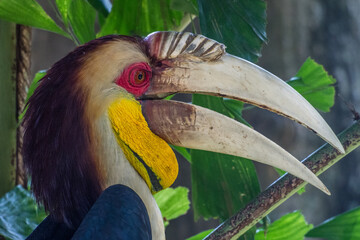The hornbills (Bucerotidae) are a family of bird found in tropical and subtropical Africa, Asia and Melanesia. They have a long, down-curved bill which is often brightly colored and sometimes has a bo