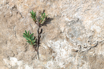 a twig of a plant with green leaves on a stone surface. the semantic contrast in the photo