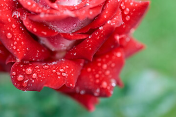 drops of water on the petals of a red rose