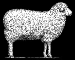 Vintage engraving isolated lamb set illustration ram ink sketch. Farm animal sheep background mutton silhouette art. Black and white hand drawn image