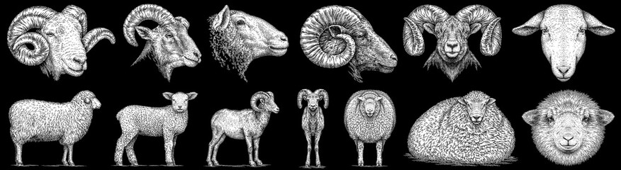 Vintage engraving isolated lamb set illustration ram ink sketch. Farm animal sheep background mutton silhouette art. Black and white hand drawn image © Turaev