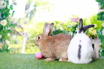 Two cute fluffy brown and white rabbit with long ears in flower garden, bunny animal lying on green grass. Happy easter and spring celebration festival.