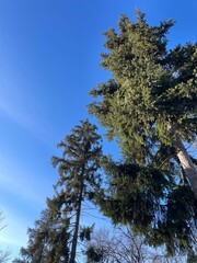 Obraz premium A majestic forest of towering fir trees creates a mesmerizing spectacle as their lofty crowns reach towards the heavens. The symphony of evergreen spires forms a verdaant cathedral