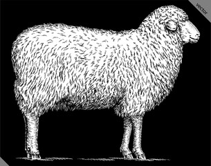 Fototapeta premium Vintage engraving isolated lamb set illustration ram ink sketch. Farm animal sheep background mutton silhouette art. Black and white hand drawn vector image