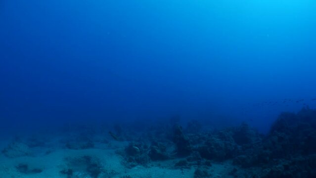 underwater bonito fish  hunting  scenery blue water silverside fish school ocean scenery mediterranean sea fauna