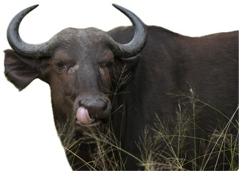 Cheeky buffalo sticking its tongue out, licking its nose, isolated on white