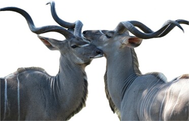 Kudu resting its head on another kudus head, side profile, isolated on white