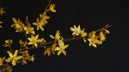 close-ups of individual Forsythia blossoms. 