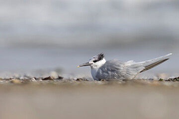 Bird, the Sandwich tern (Thalasseus sandvicensis), on the beach.