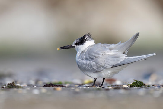 Bird, the Sandwich tern (Thalasseus sandvicensis), on the beach.