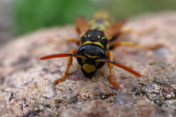 Close-up of a European paper wasp (Polistes dominula) on stone from the front with a green background 