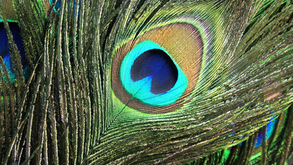 Closeup of peacock feather