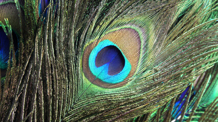 Closeup of peacock feather
