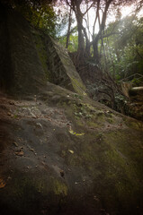 path in the forest