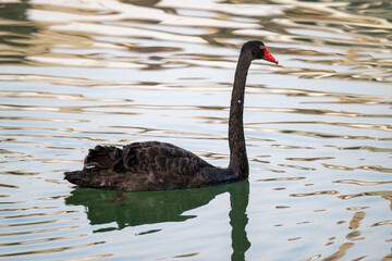 A black swan swimming in the lake
