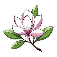 Vector of illustration magnolia on white