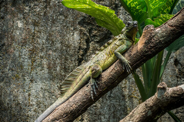 The Moluccan sail-finned lizard or Ambon sailfin dragon (Hydrosaurus amboinensis) is a large agamid lizard native to moluccas or Maluku Islands in Indonesia
