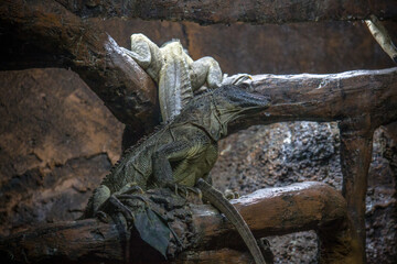 The Moluccan sail-finned lizard or Ambon sailfin dragon (Hydrosaurus amboinensis) is a large agamid lizard native to moluccas or Maluku Islands in Indonesia