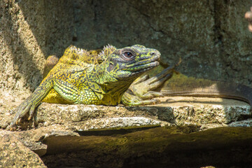 The Moluccan sail-finned lizard or Ambon sailfin dragon (Hydrosaurus amboinensis) is a large agamid lizard native to moluccas or Maluku Islands in Indonesia
