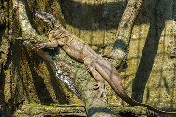 The Moluccan sail-finned lizard or Ambon sailfin dragon (Hydrosaurus amboinensis) is a large agamid lizard native to moluccas or Maluku Islands in Indonesia