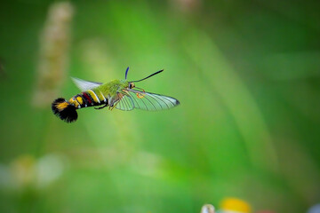 close up humming moth in the garden