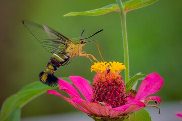close up humming moth in the garden