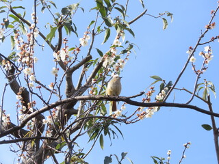 梅の木にとまるジョウビタキ