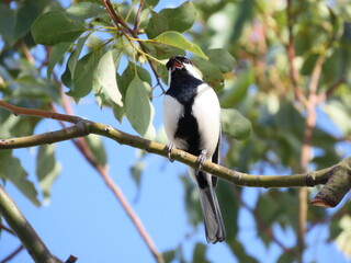 木の枝にとまるシジュウカラ