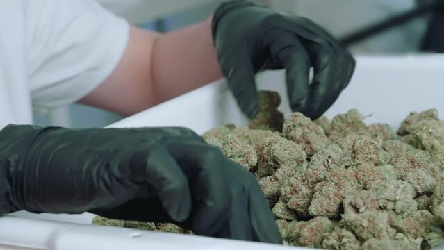 Close up hand wear black elastic gloves sorting and choosing marijuana top buds flower, quality control process for legalized marijuana hemp inside the production factory warehouse, weed selection