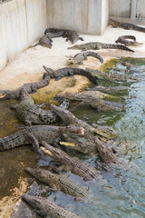 crocodiles