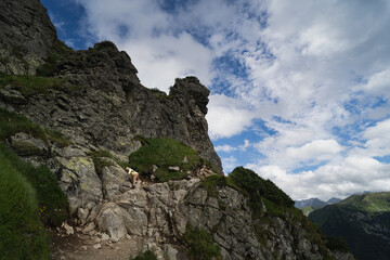 Fototapeta premium Mountain landscape in the Polish Tatras. A girl traveler climbs a rock.
