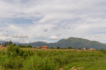 Fototapeta premium beautiful rural landscape, with green crops, pine trees and mountains in the background,cloudy day