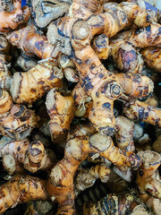 Alpinia galanga, a plant in the ginger family, bears a rhizome used largely as an herb in Unani medicine and as a spice in Arab cuisine and Southeast Asian cookery. Close up photo