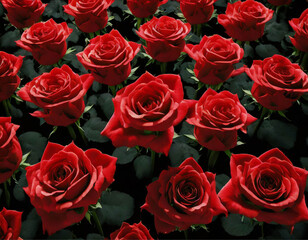 Fototapeta premium Fundo de rosas vermelhas. Várias rosas vermelhas juntas.