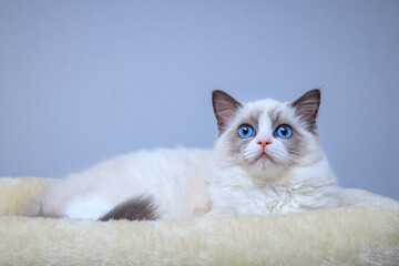 A blue-eyed Ragdoll kitten lying on a bed