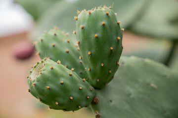 close up to Fig fruits opuntia (prickly pear, ficus-indica, Indian fig) is a species of cactus cultivated mainly as a fruit crop, and also by vegetable nopales.