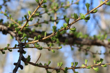 Larch branch with young green needles close-up. Spring background
