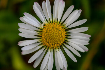 spring greets us faster and faster