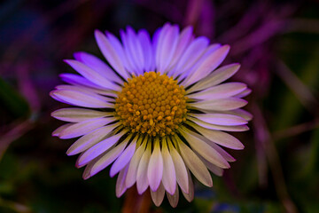 spring greets us faster and faster