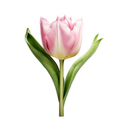 Naklejka premium Beautiful tulip flower isolated on white