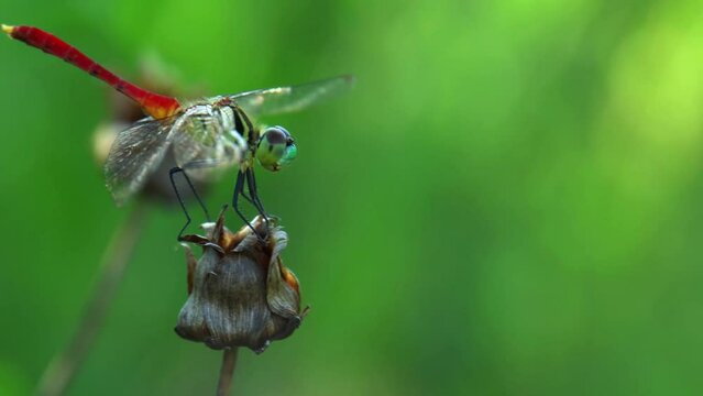 Lathrecista asiatica Red dragonfly resting on a dried flowers