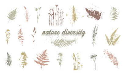 Nature diversity - Fern and grasses collection isolated on white background. Minimalist style of drawn plants and leaves.